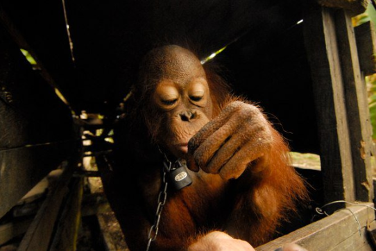 orangutan 1.png
