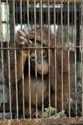 orangutan 2.png