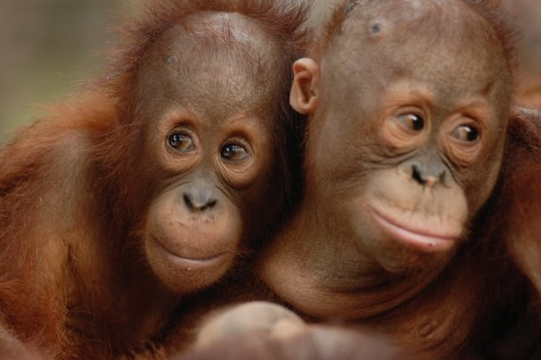 orangutan 3.png