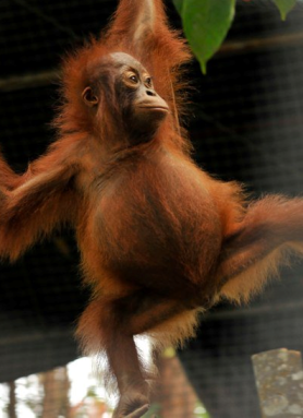 orangutan 4.png