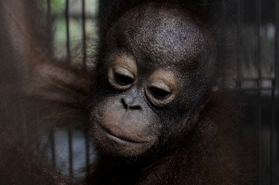 orangutan 5.png