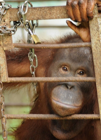 orangutan 6.png