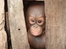 orangutan 7.png