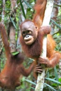 orangutan 10.png