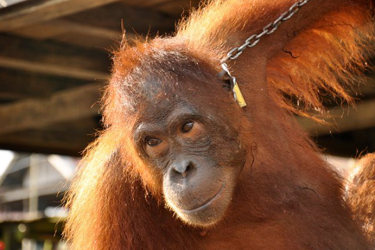 orangutan 11.png