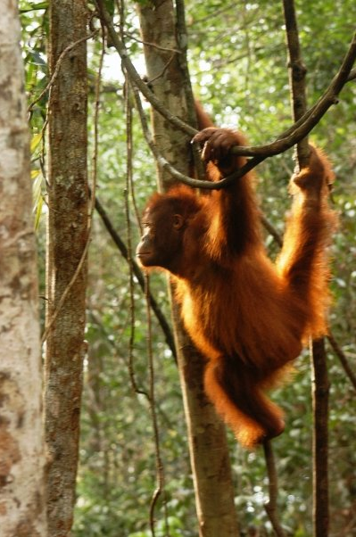 orangutan 12.png
