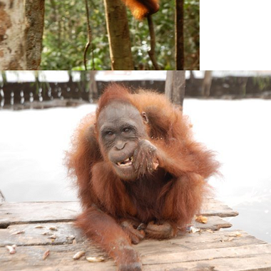 orangutan 13.png