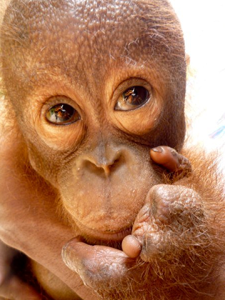 orangutan 14.png