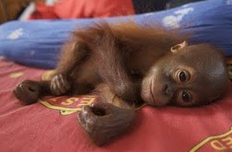 orangutan 17.png