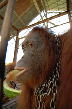 orangutan 18.png