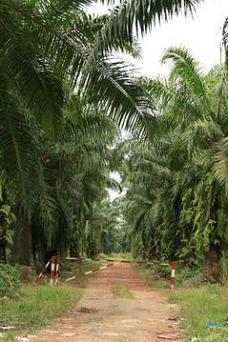 Palm Oil Health Hazards.png