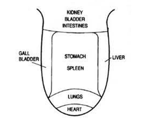 TCM Tongue diagnosis 3.png