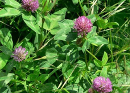 Red Clover.png