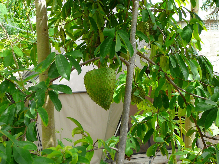 Soursop.png