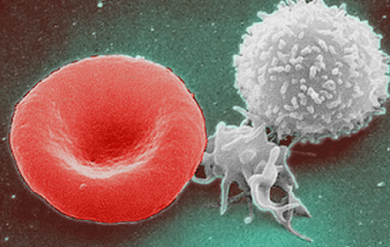 White blood cells right help immune response and they can be recycled through fasting, the study showed.png
