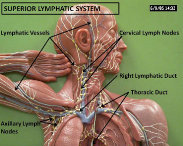 The Lymphatic System.png