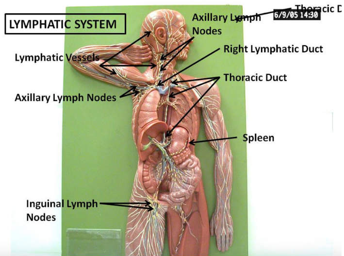 The Lymphatic System 2.png