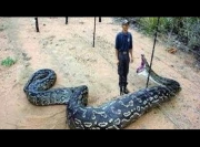 Hybrid Giant Pythons found in Florida - National Geographic 2014 